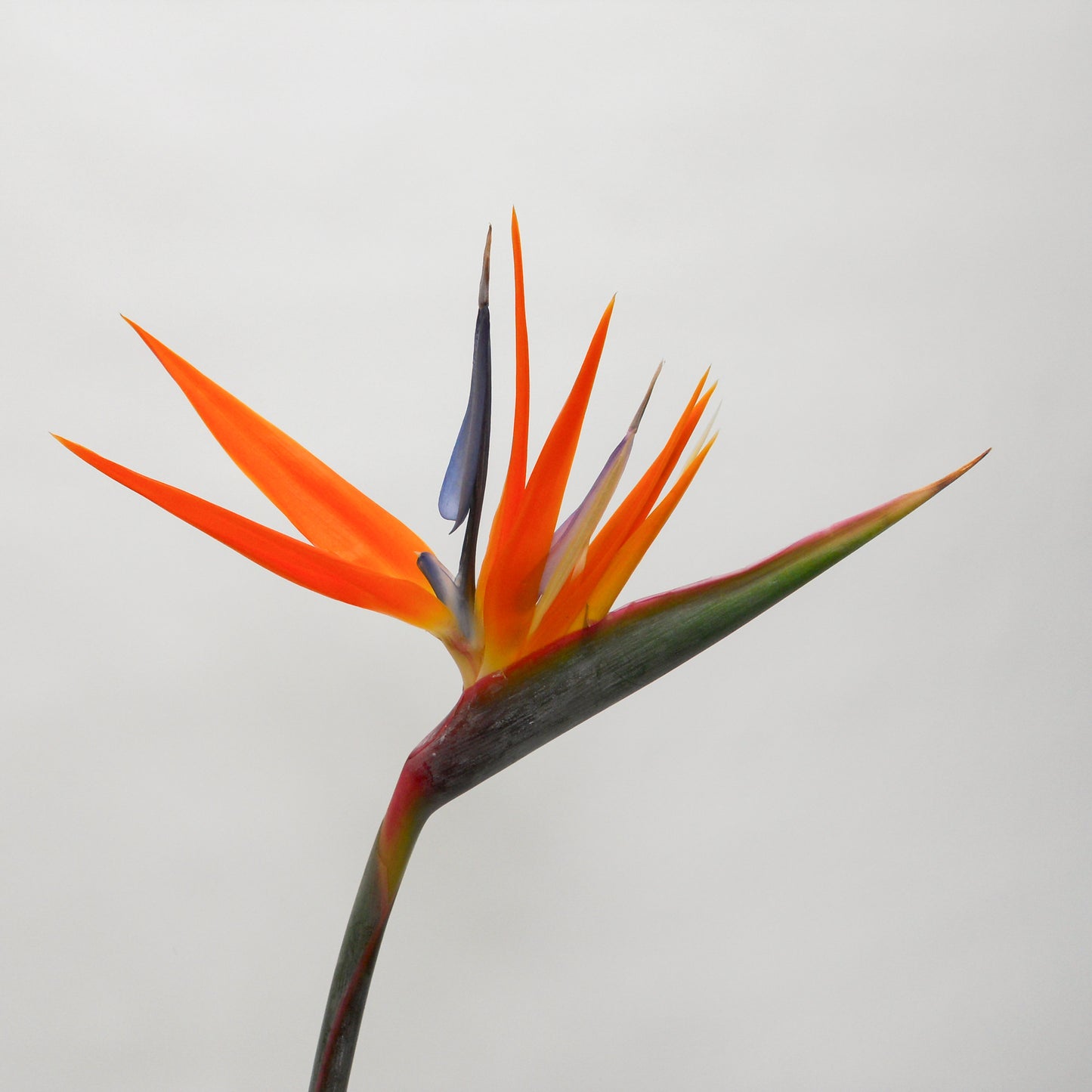Bird of Paradise