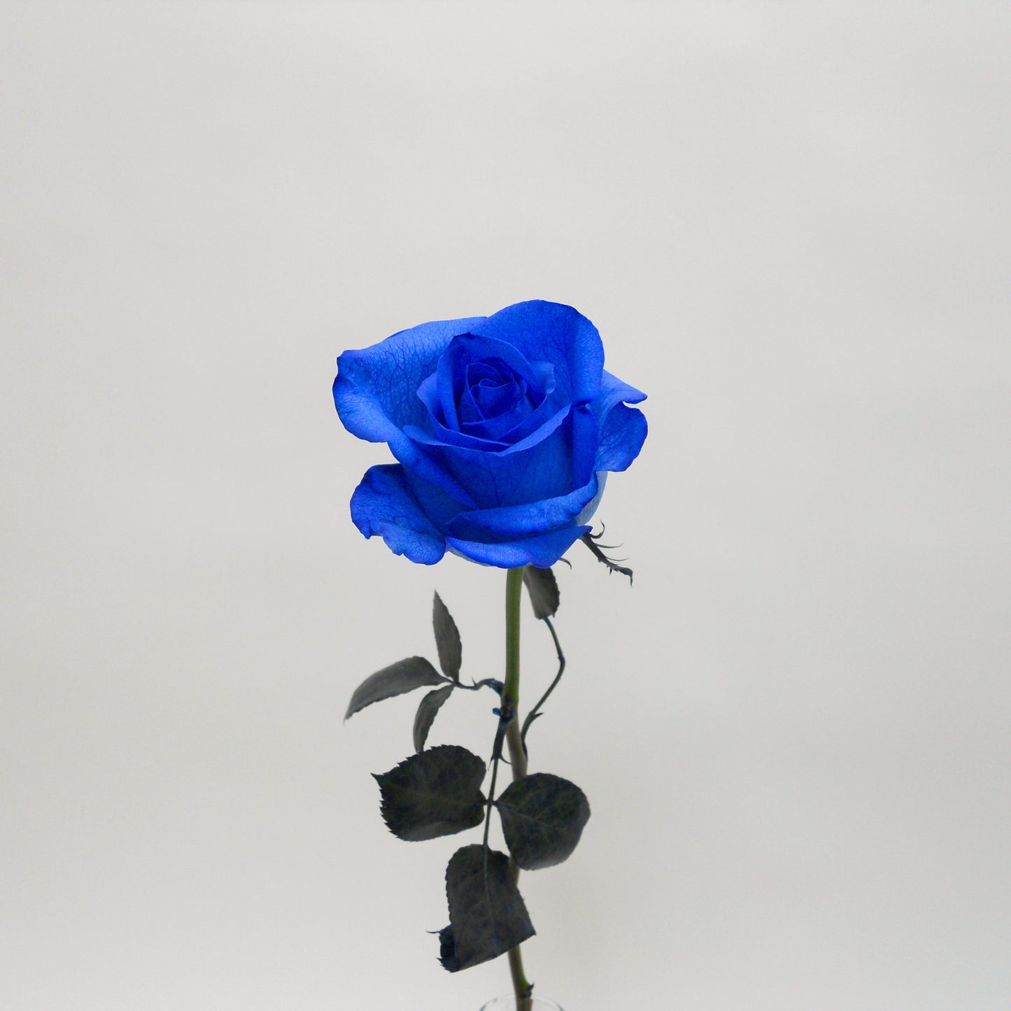 Rose bleu