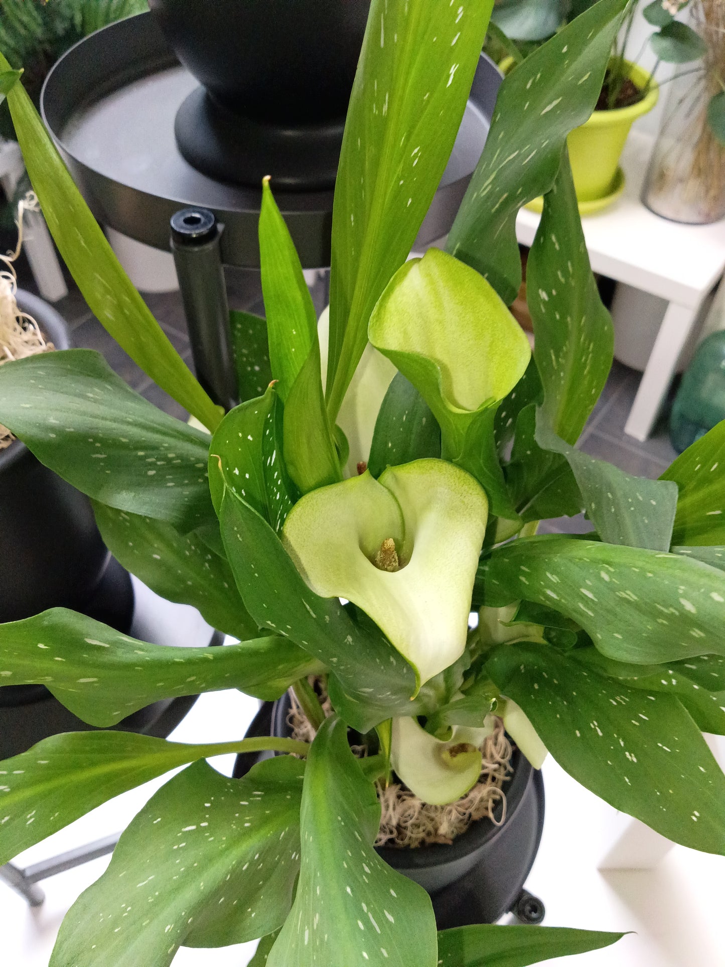 LYS CALLA PLANTE EN POT