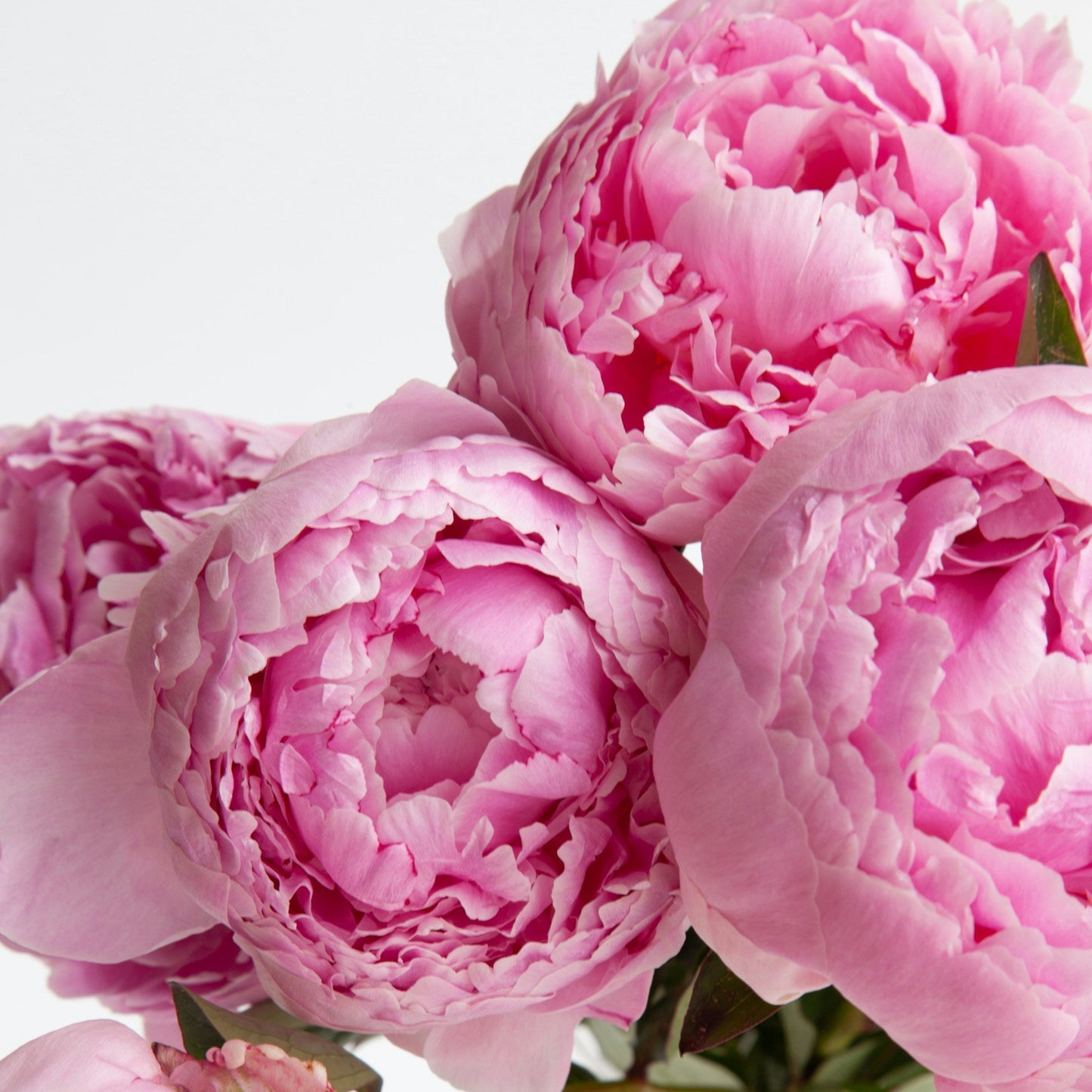 PARFUM DE PIVOINES ROSÉ HOLLANDE