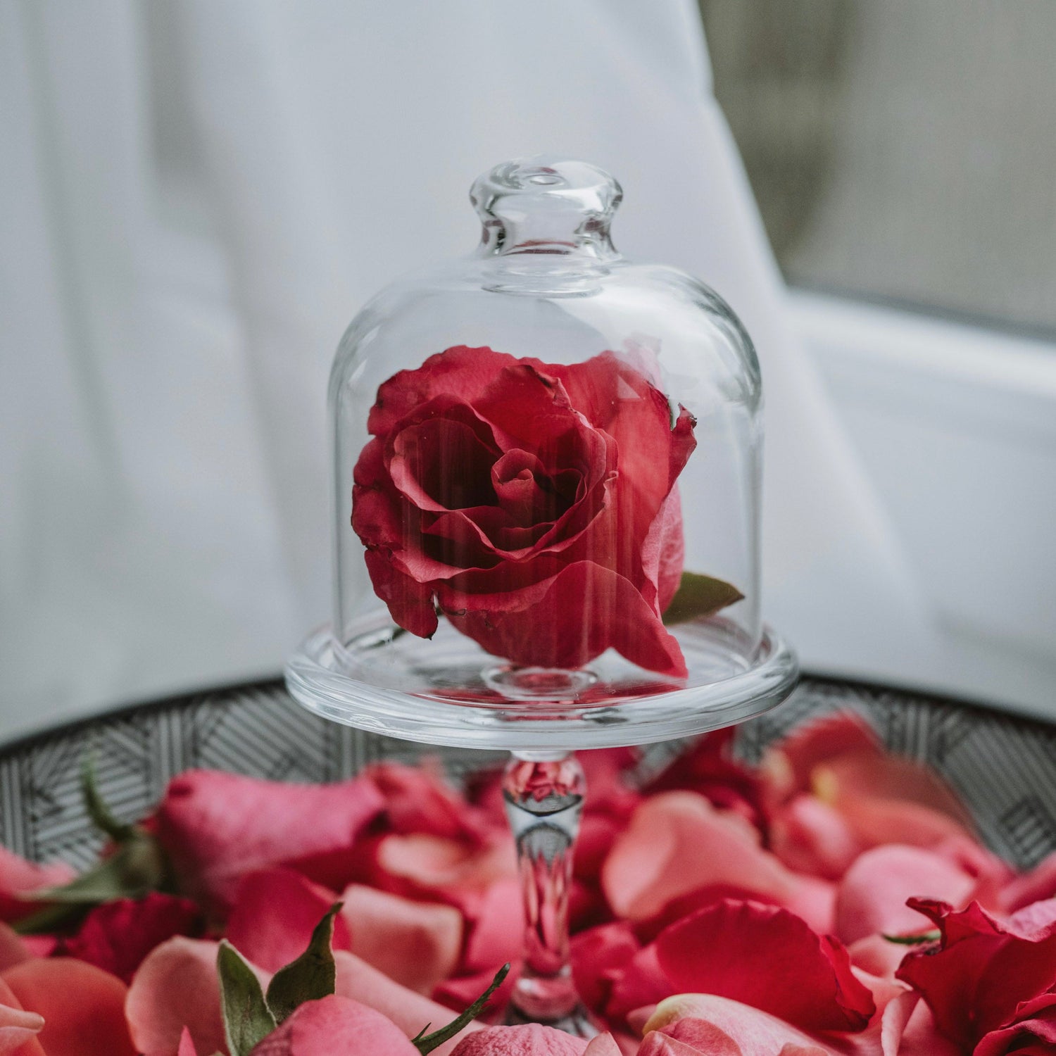 Roses éternelles