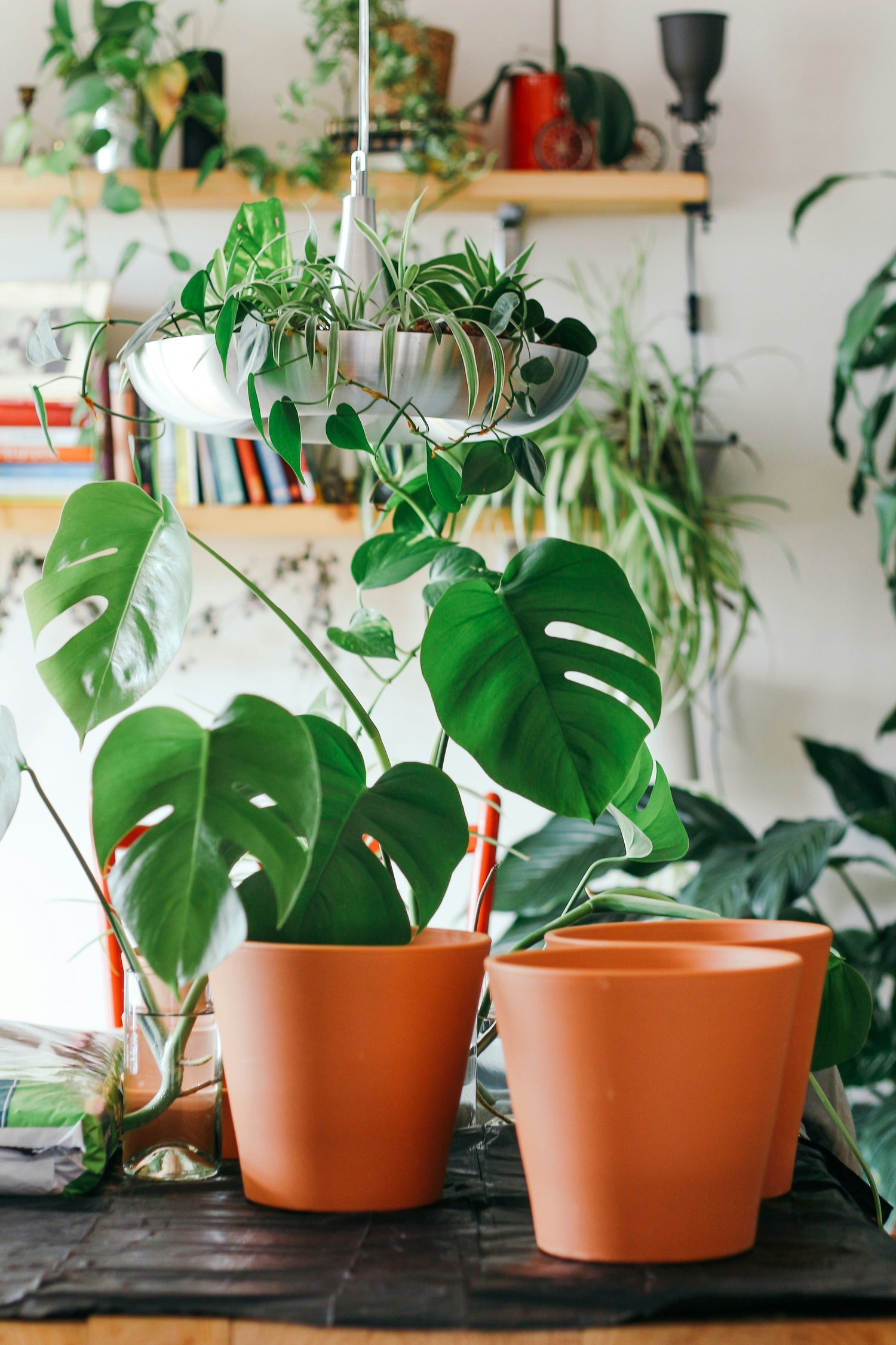Plantes et fleurs en pot