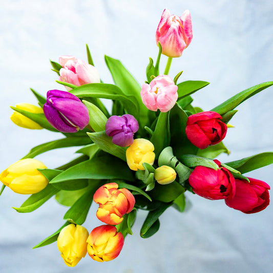 Tendresse de tulipes