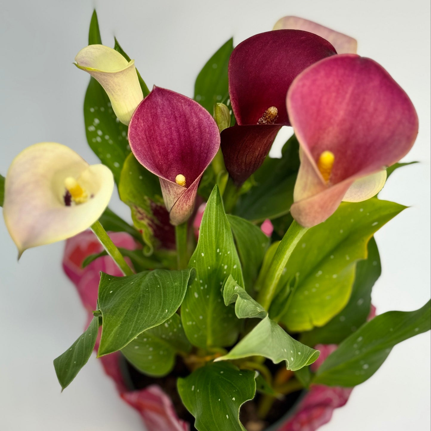 calla-plant