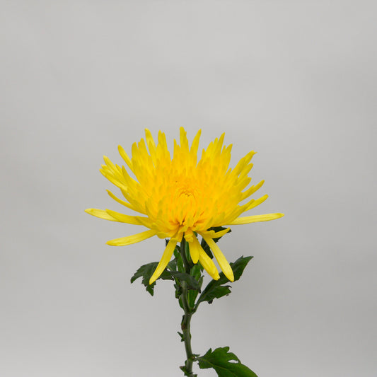 Yellow Anastasia Chrysanthemum