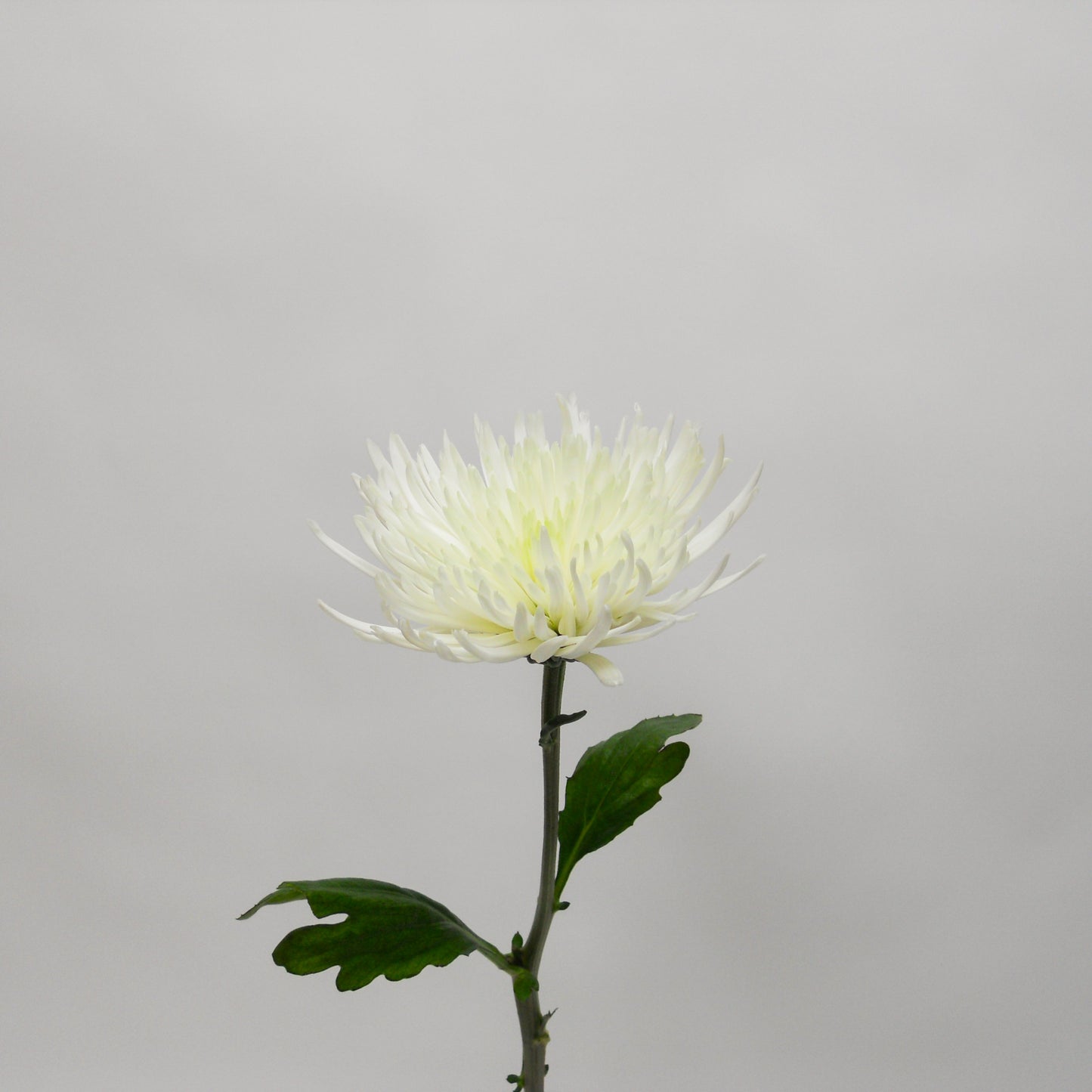 Chrysanthème Anastasia blanc