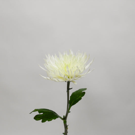 White Anastasia Chrysanthemum
