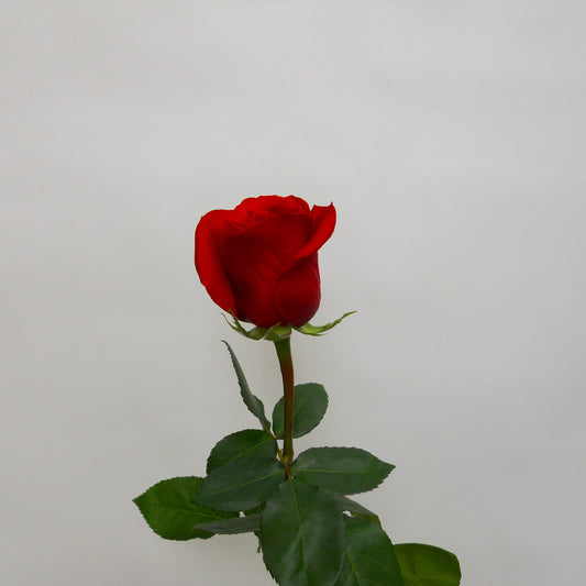 Rose Freedom Red
