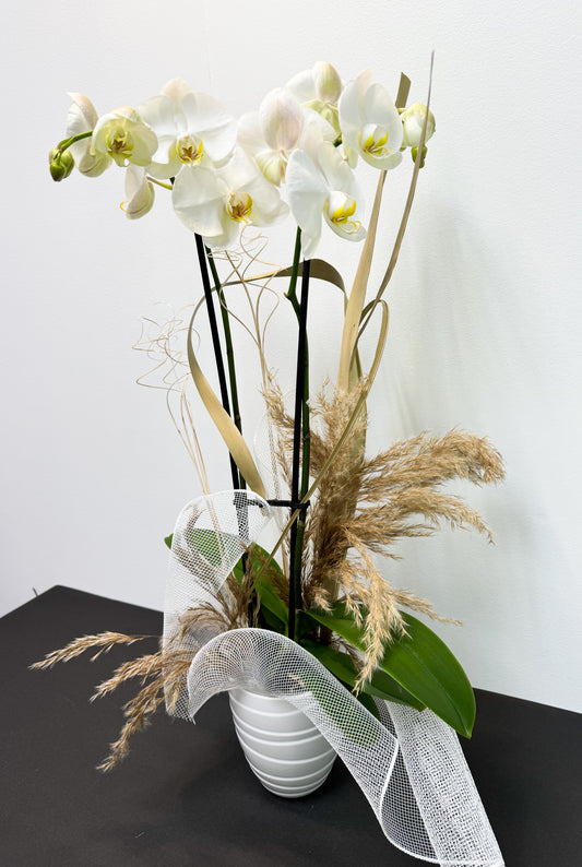Orchidée en pot de céramique