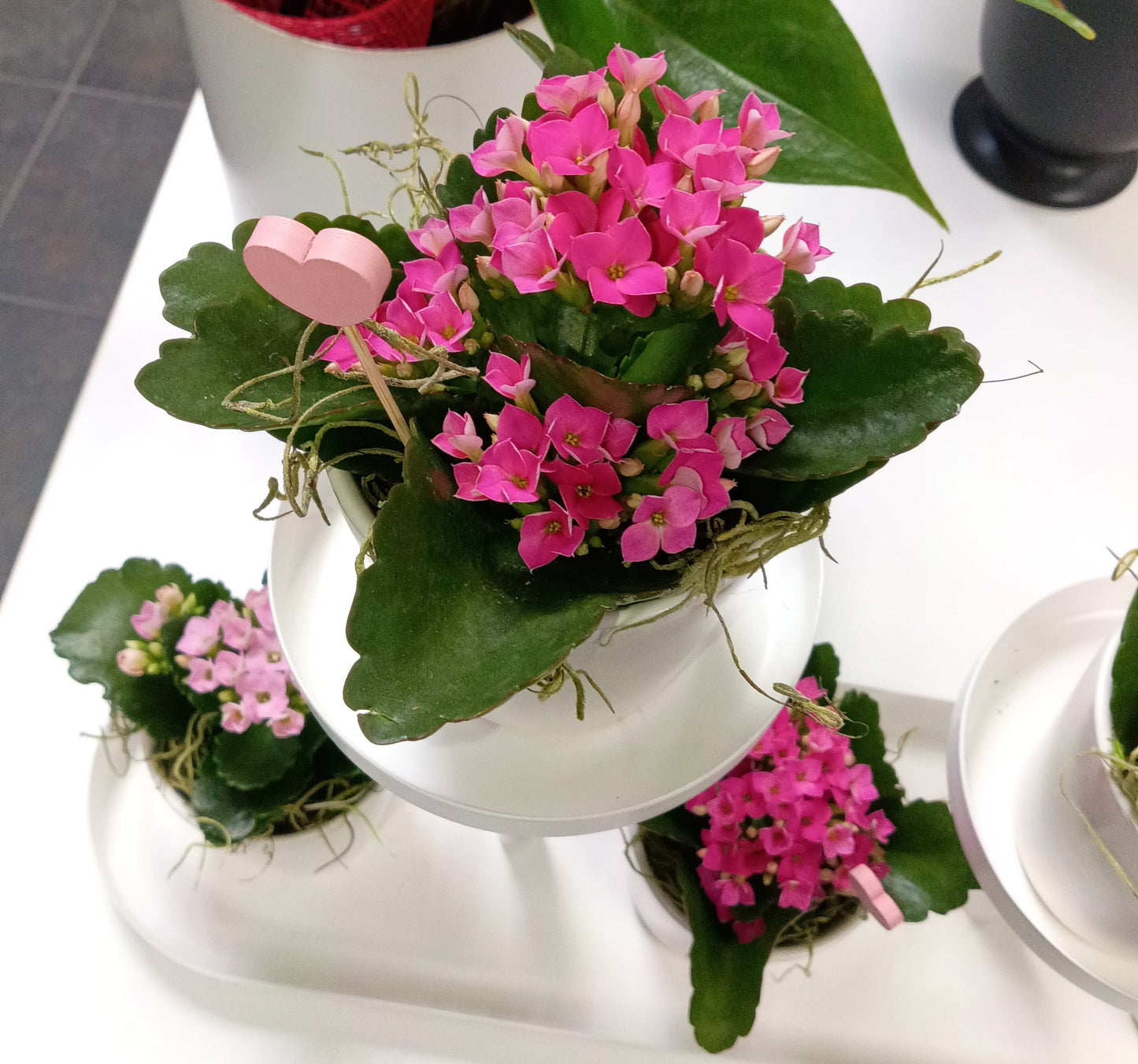 MINI KALANCHOÉ EN POT