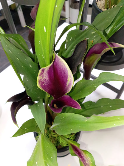 LYS CALLA PLANTE EN POT
