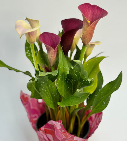 lys-calla-plante