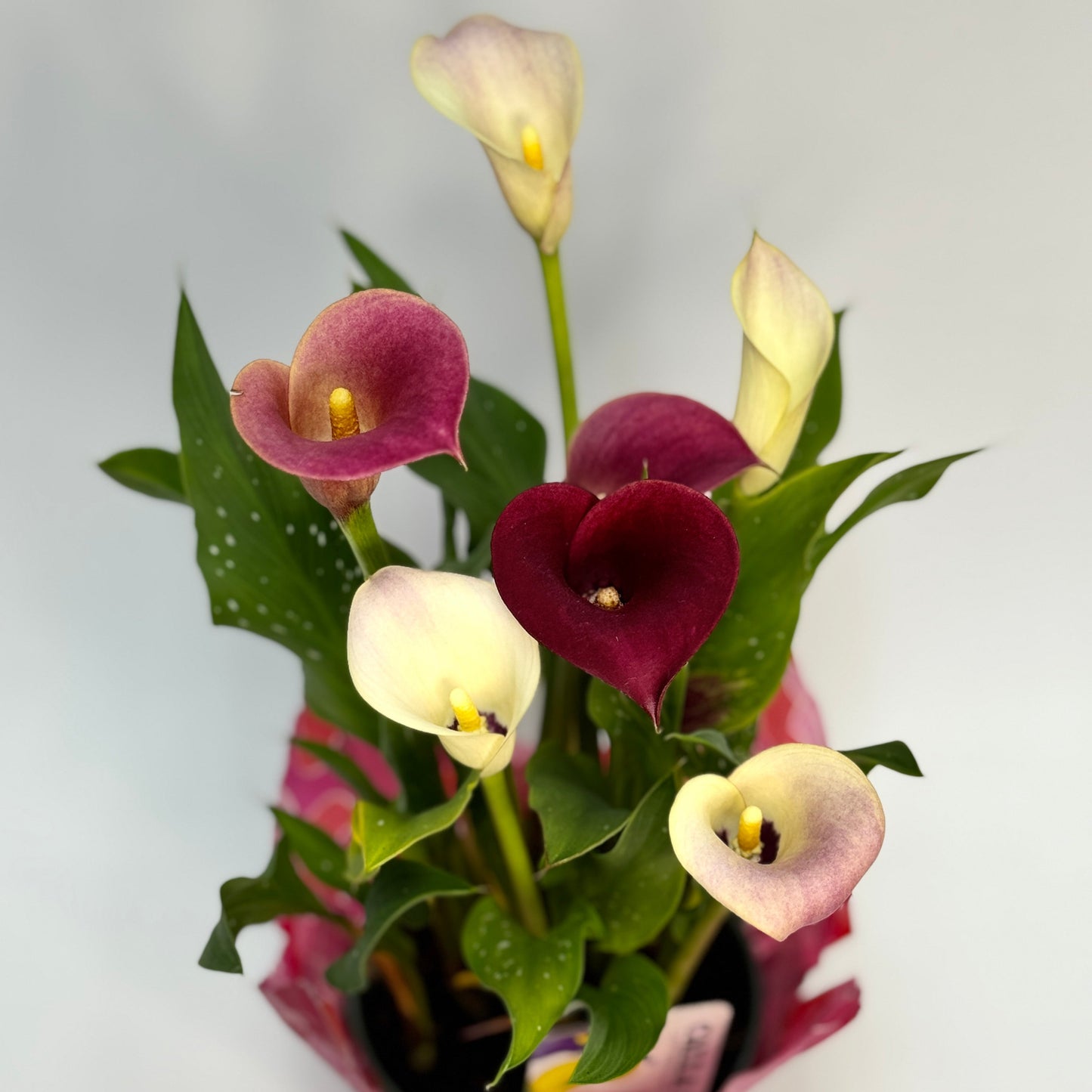 calla-plant