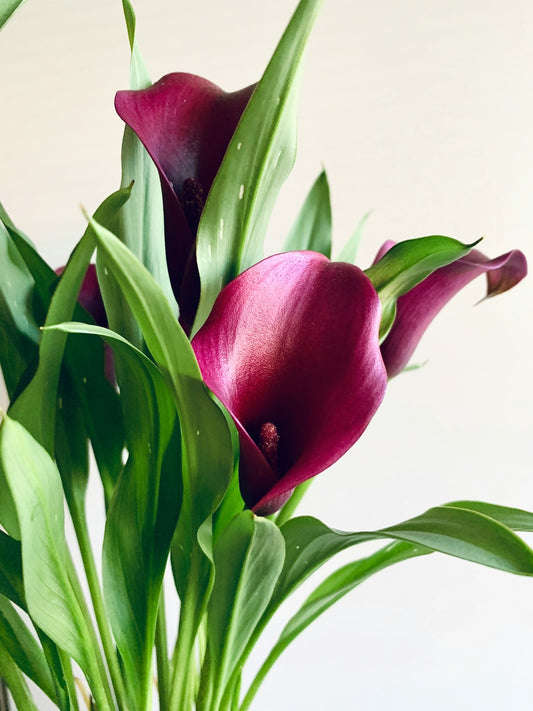 LYS CALLA PLANTE EN POT