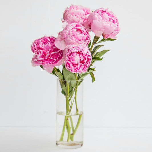 PARFUM DE PIVOINES ROSÉ HOLLANDE