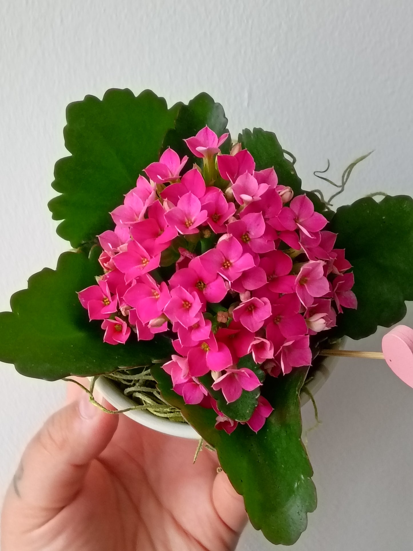 MINI KALANCHOÉ EN POT