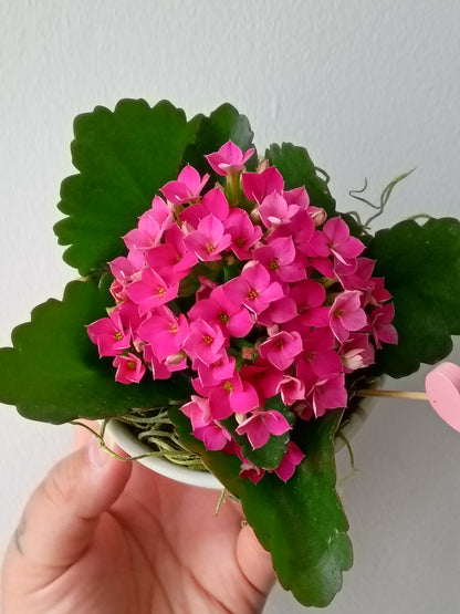 MINI KALANCHOÉ EN POT