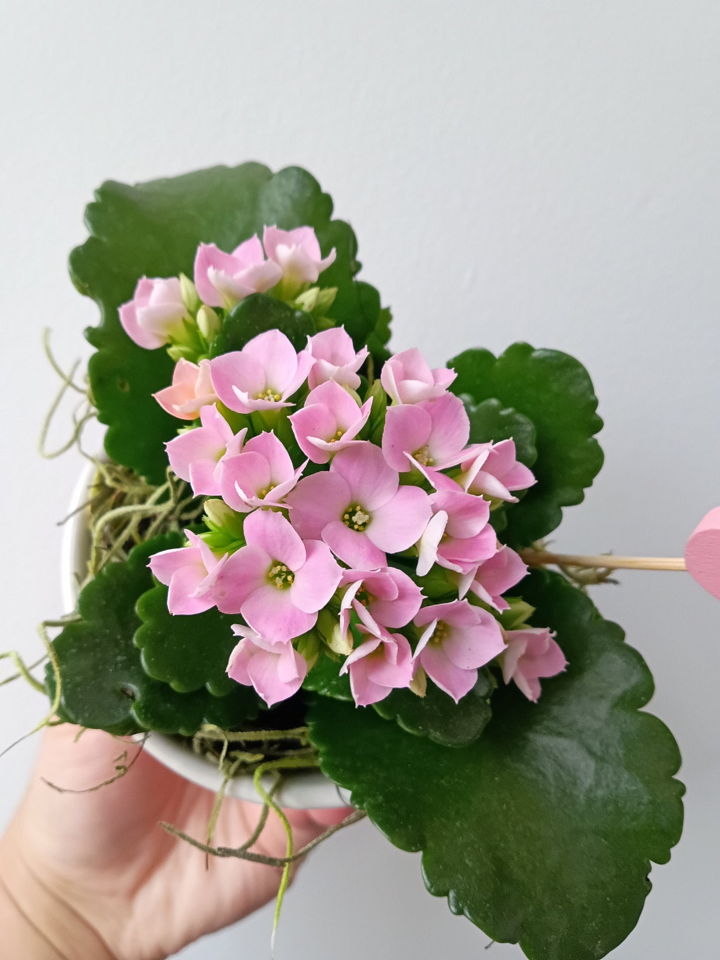 MINI KALANCHOÉ EN POT