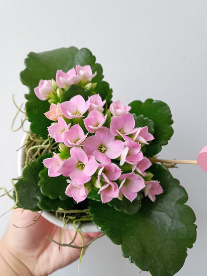 MINI KALANCHOÉ EN POT
